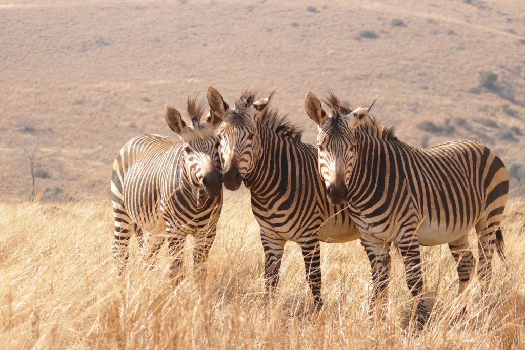 Zebras in der Savanne