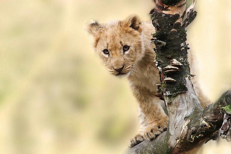Löwen Baby