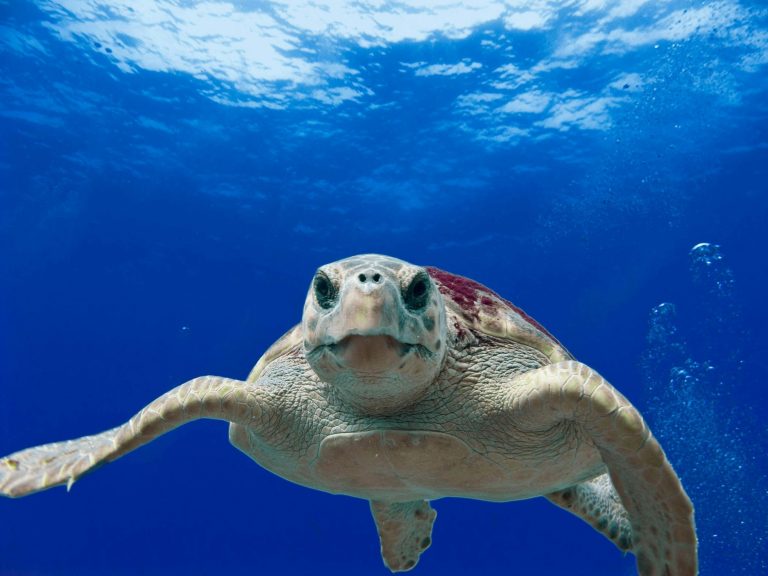 Wasserschildkröte Tauchen