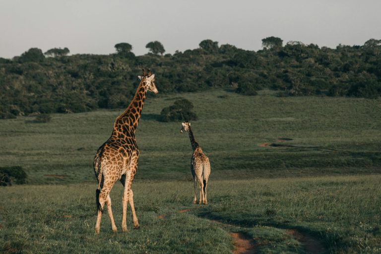 Giraffen