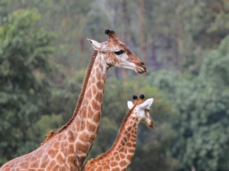 Giraffe Babies