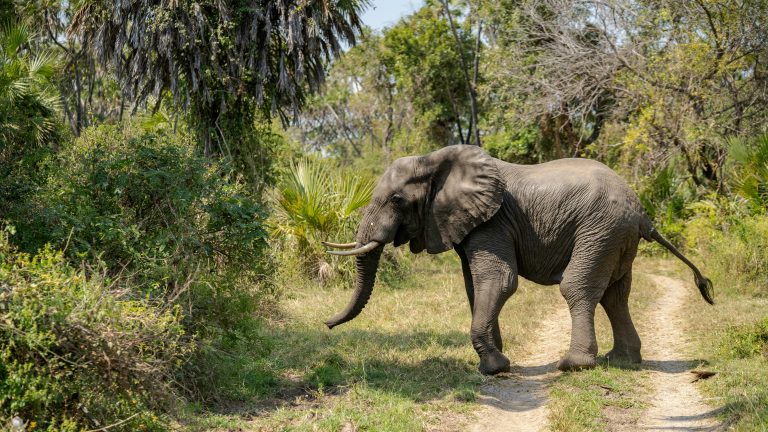 Elefant
