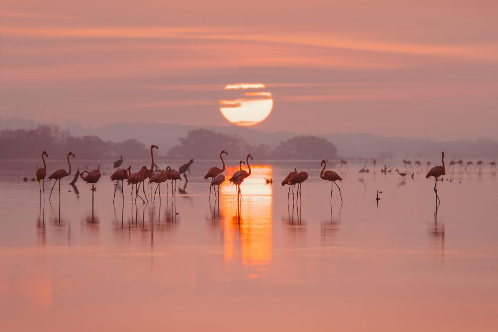 Flamingos am See