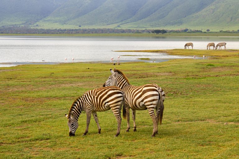 Zebras Ngorongoro Krater