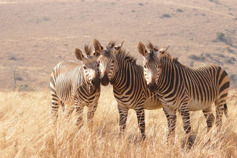 Zebras in der Savanne