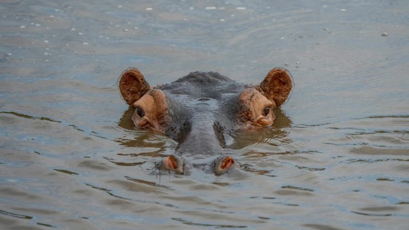 Nilpferd