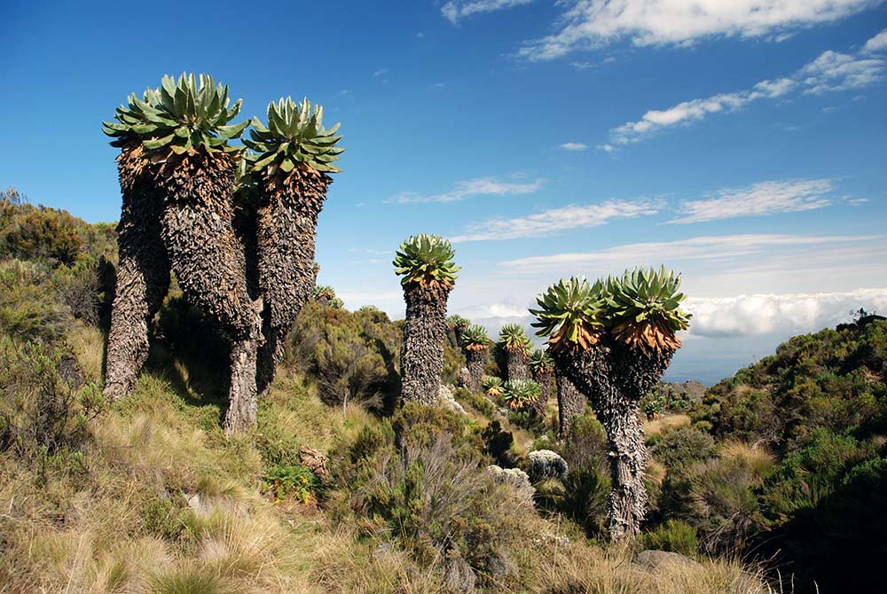 Kilimanjaro Moorland